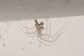 Spiders: Daddy-long-legs Spider (Pholcus phalangioides)